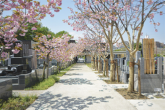 春には参道に八重桜が咲き誇る