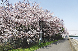 鶴見橋右岸上流の桜並木