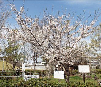 新鶴見小学校前のシドモア桜（４月５日撮影のため、現在は満開を過ぎている）