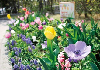 江ヶ崎町公園に咲くミックス花壇