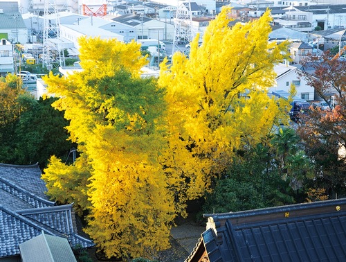 そびえ立つ大銀杏＝11月27日撮影