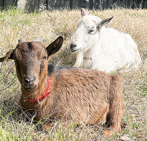 昨年の｢ヤギえんちょう｣