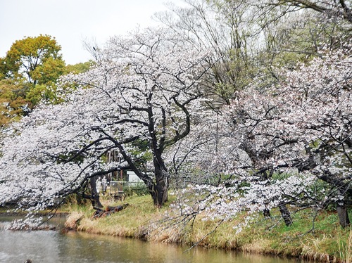 三ツ池公園内のソメイヨシノ＝３月29日撮影