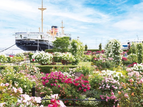 氷川丸の前にある「未来のバラ園」