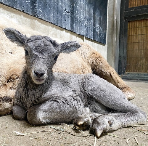 オオツノヒツジのザラメ＝同園提供