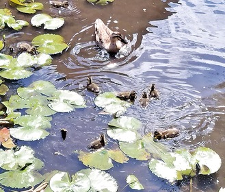 親鳥の周りを泳ぐヒナたち＝提供