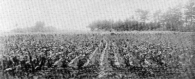 鶴見村 西洋野菜栽培事始め