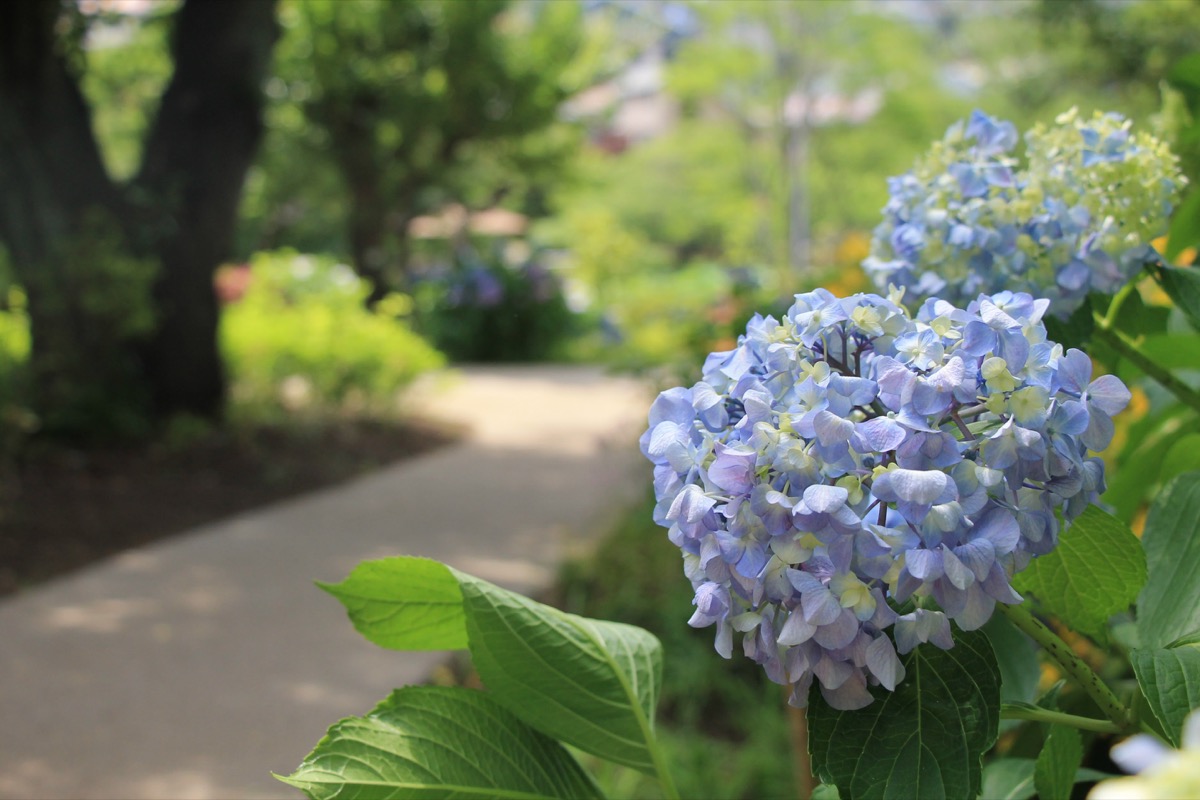 Web限定記事 横浜市鶴見区 梅雨の風物詩が見頃 馬場花木園 アジサイ美しく 鶴見区 タウンニュース