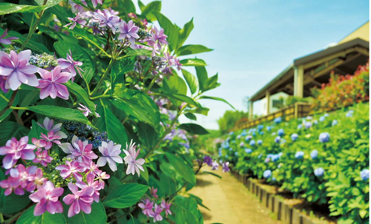 駒岡のアジサイ満開に 住民ら育てた小道 鶴見区 タウンニュース