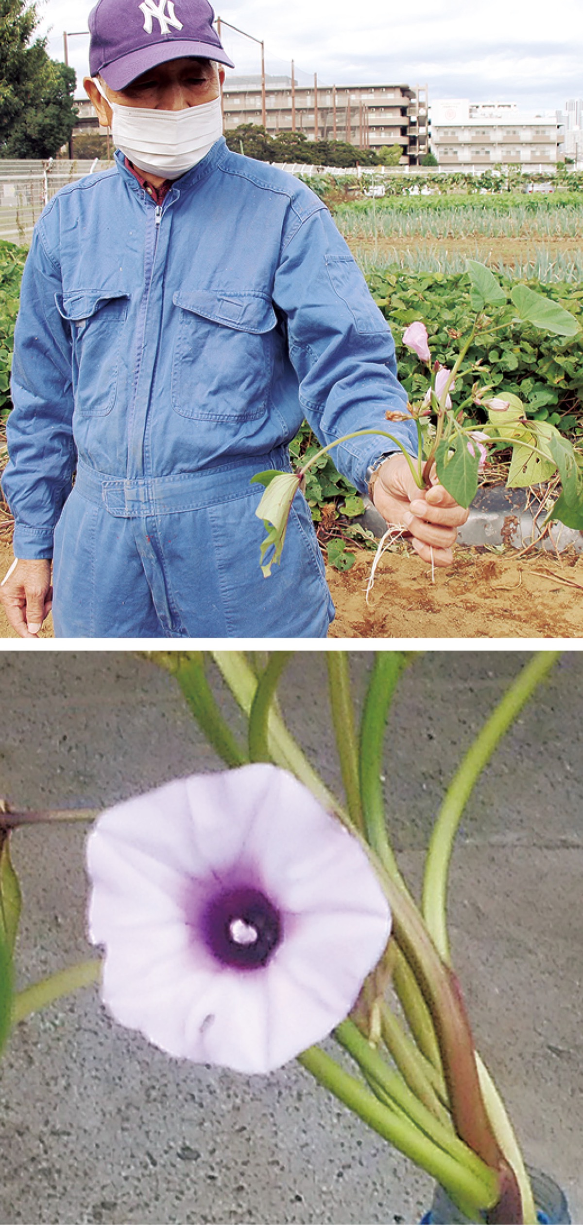 さつま芋の花が開花 60年以上見たことない 鶴見区 タウンニュース