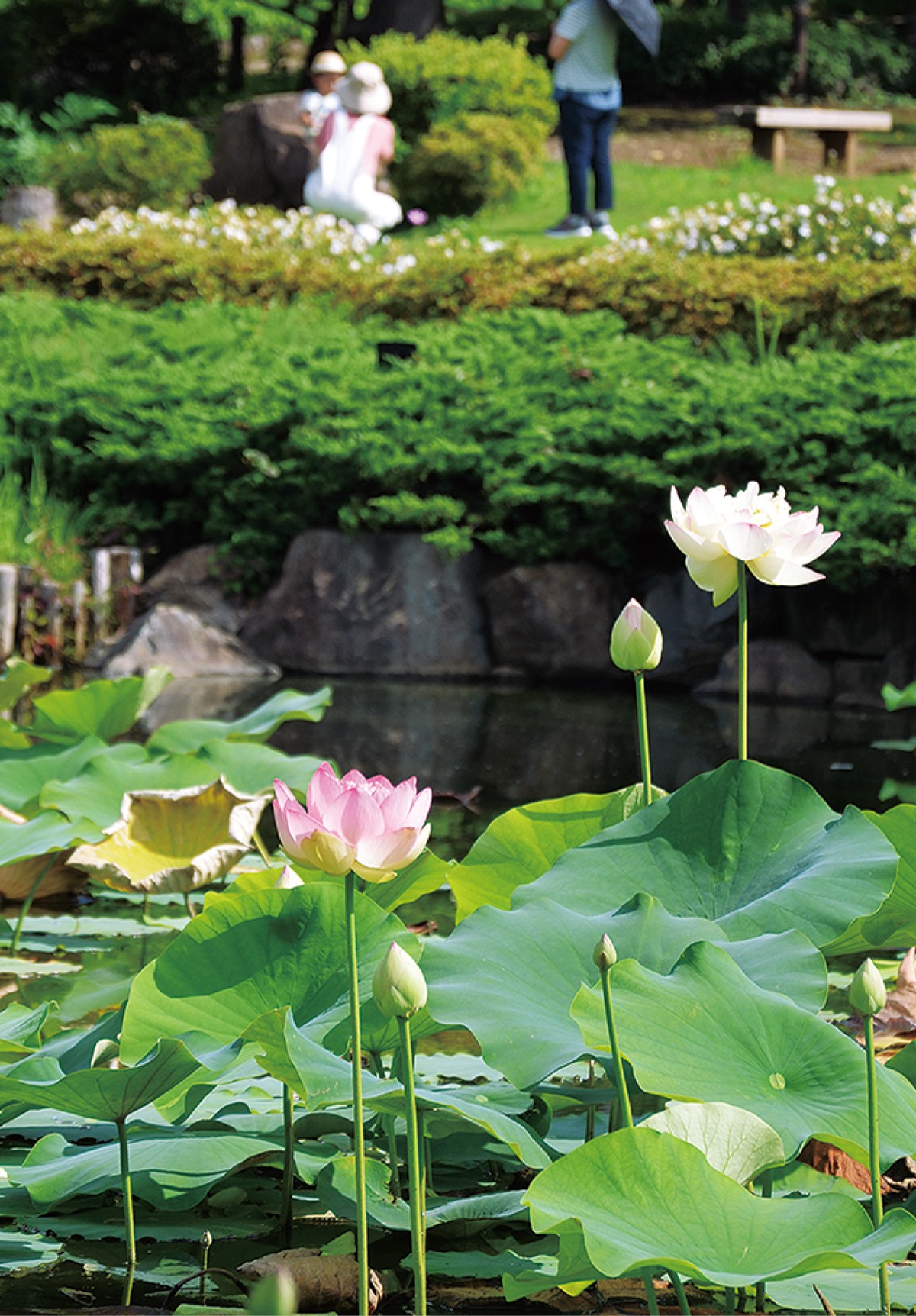 ハスの早朝観賞会 馬場花木園で 鶴見区 タウンニュース ハスの早朝観賞会 馬場花木園で 鶴見区 タウンニュース