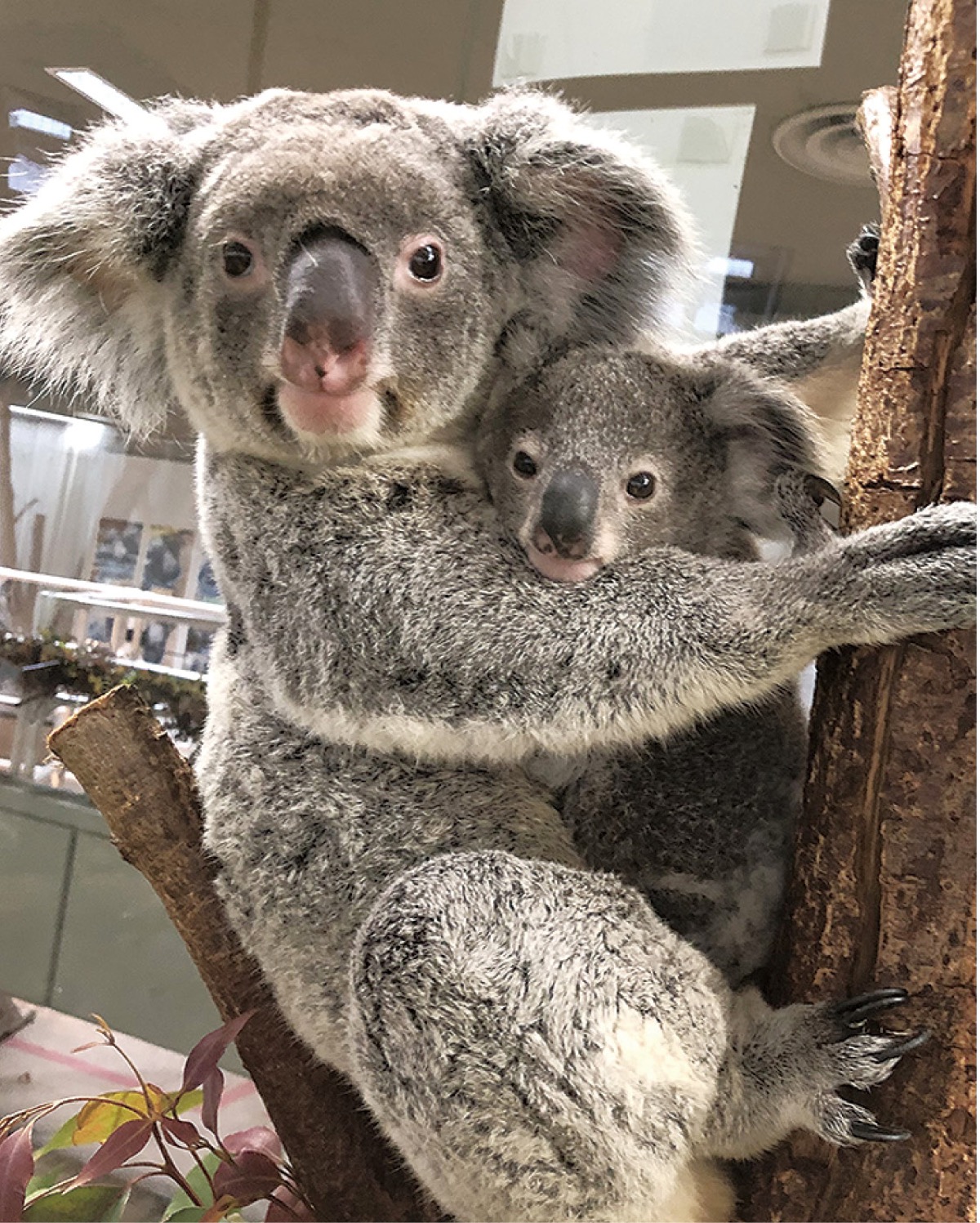 金沢動物園 コアラの母子を公開 12日まで愛称投票も | 鶴見区