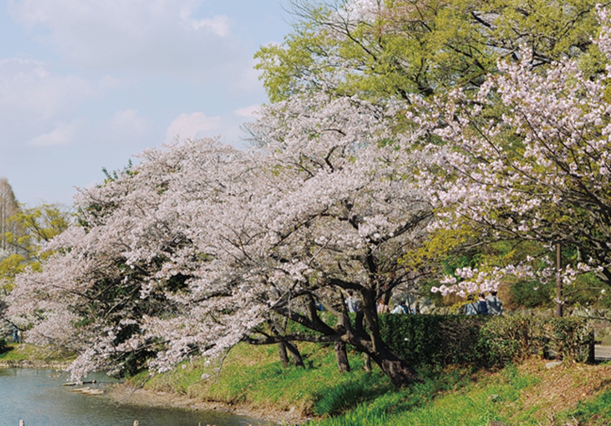 三ツ池公園でさくらまつり 4月15日まで | 鶴見区 | タウンニュース