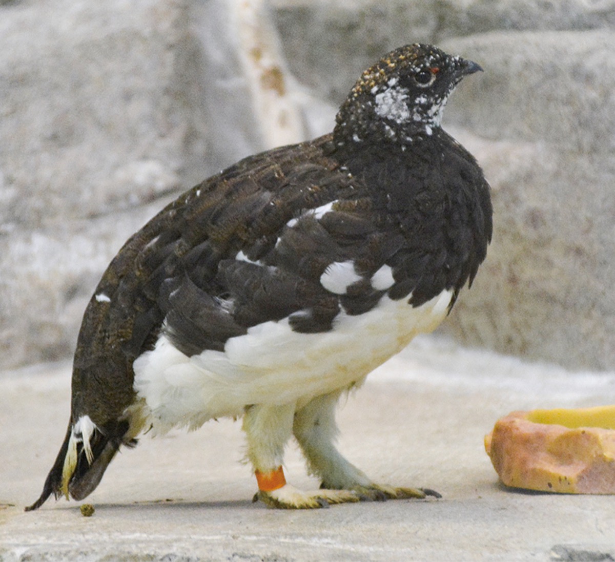 同園で飼育されているニホンライチョウ=6月14日撮影