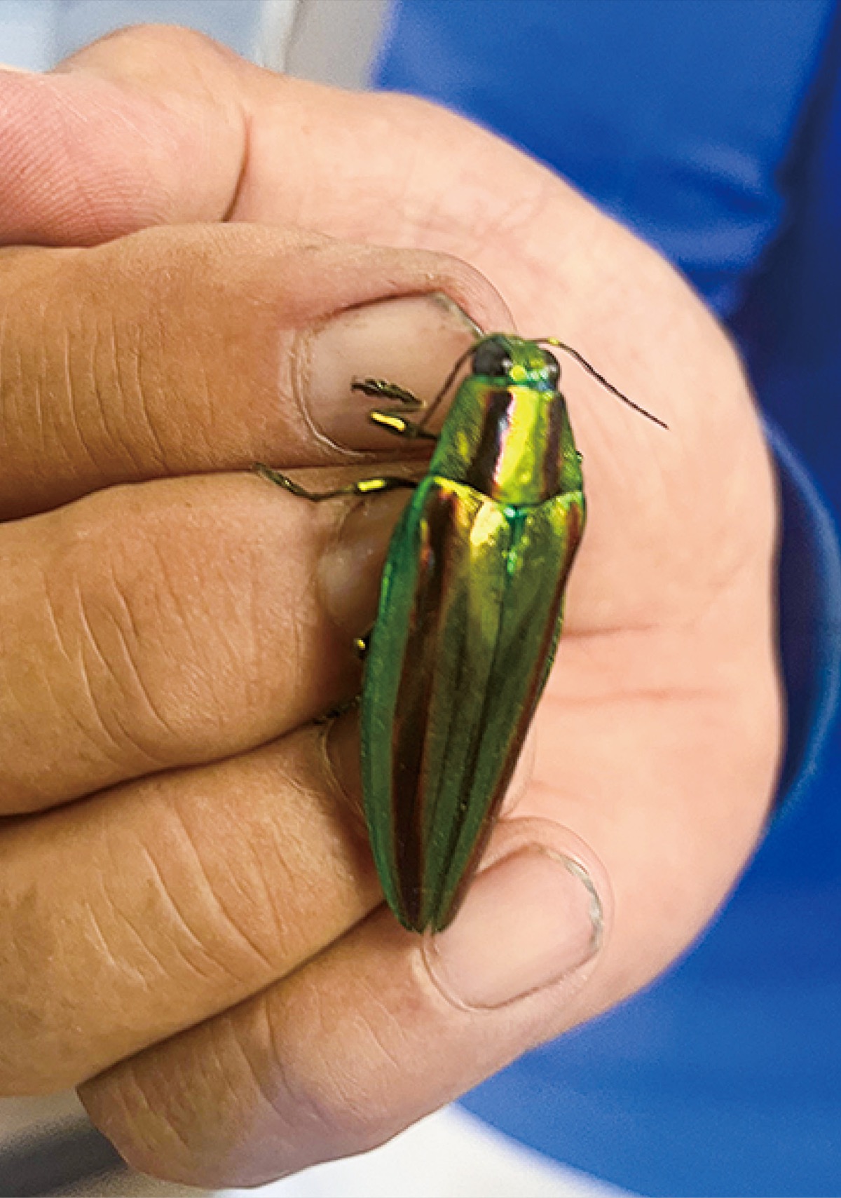 ヤマトタマムシ 入船公園にヤマトタマムシ 都市部では希少種を発見 | 鶴見区 | タウン