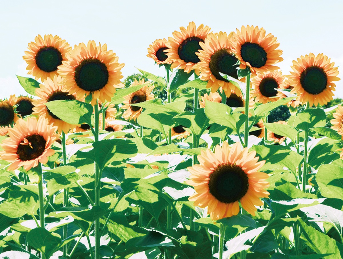 千株のひまわり咲き誇る