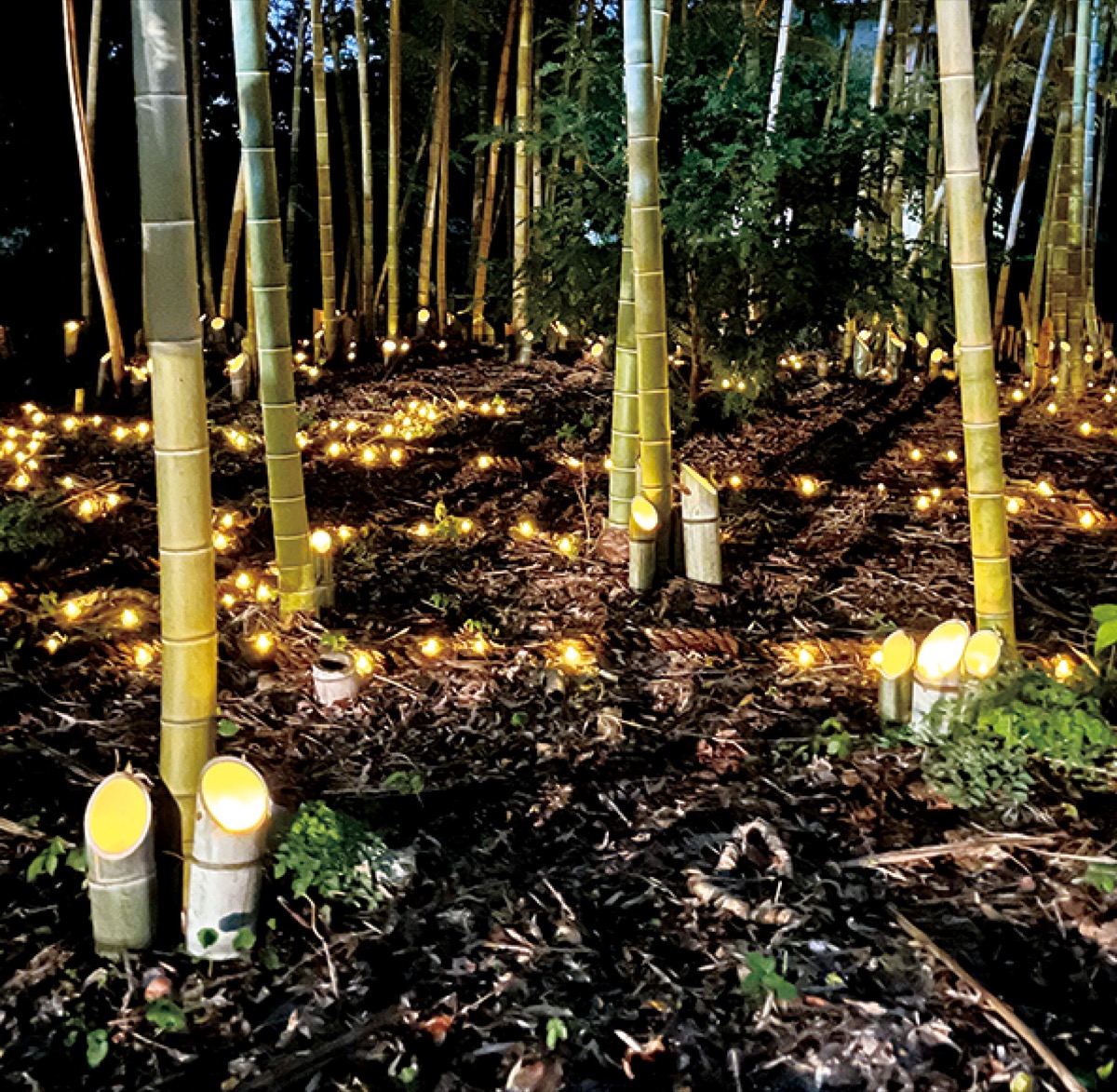 生麦の大蛇が光の道に