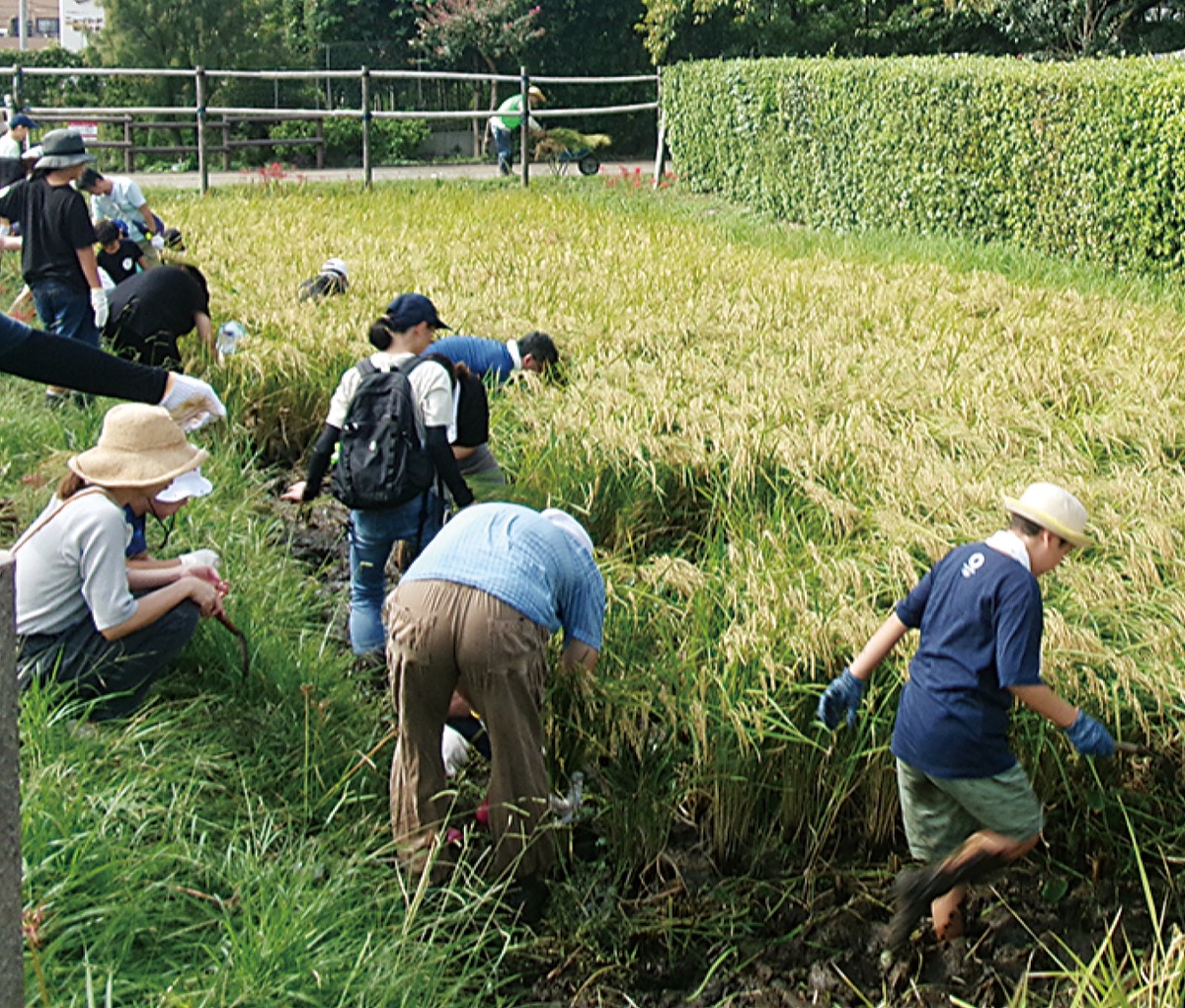 住民が稲刈りで汗流す