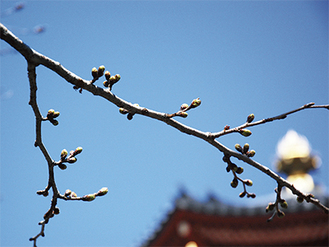 開花を待つ孝道山の桜（3月26日撮影）