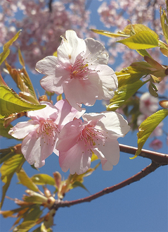 日産横浜工場前で咲く桜＝11日撮影