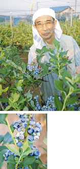 収穫している出川さんと粒の大きなブルーベリー