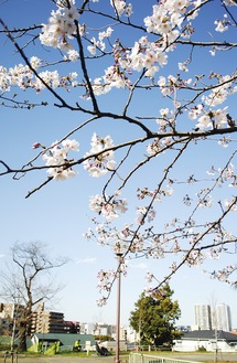 開花した幸ケ谷公園の桜（３月21日撮影）