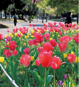 色とりどりの花が咲いたチューリップ（４月９日撮影）