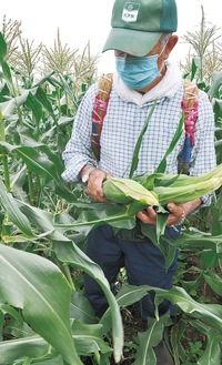 トウモロコシを収穫する有田さん