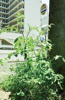 発芽したトマト（６月９日撮影）
