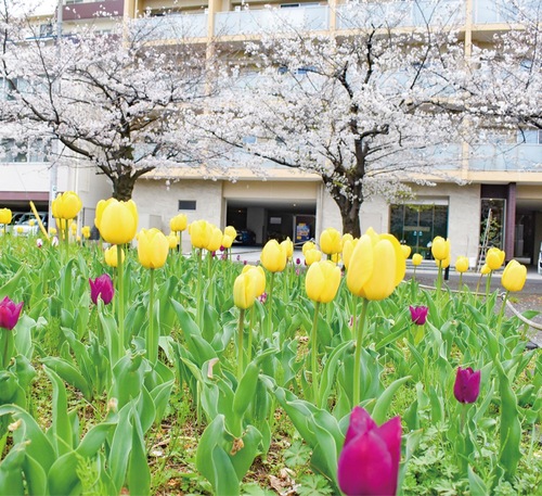 満開のチューリップとサクラの木＝反町公園