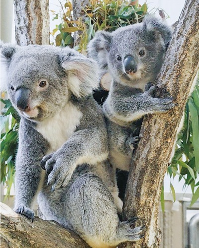 ポポロ（右）と母親のたんぽぽ＝同園提供