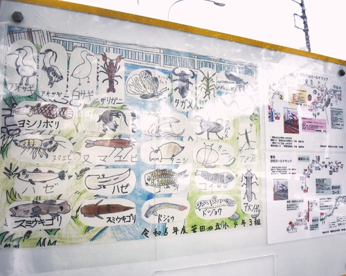 周辺で見られる生き物などが紹介されている