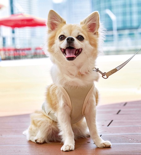 グランプリに輝いたチワワの「天」