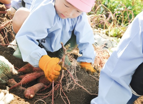 芋ほりに奮闘する園児
