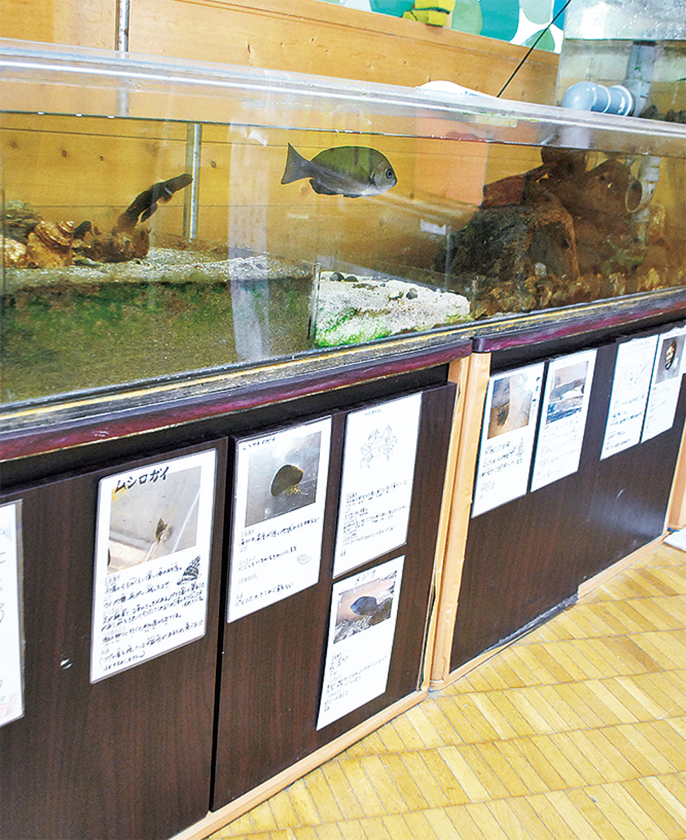 校内に設置されている海水槽