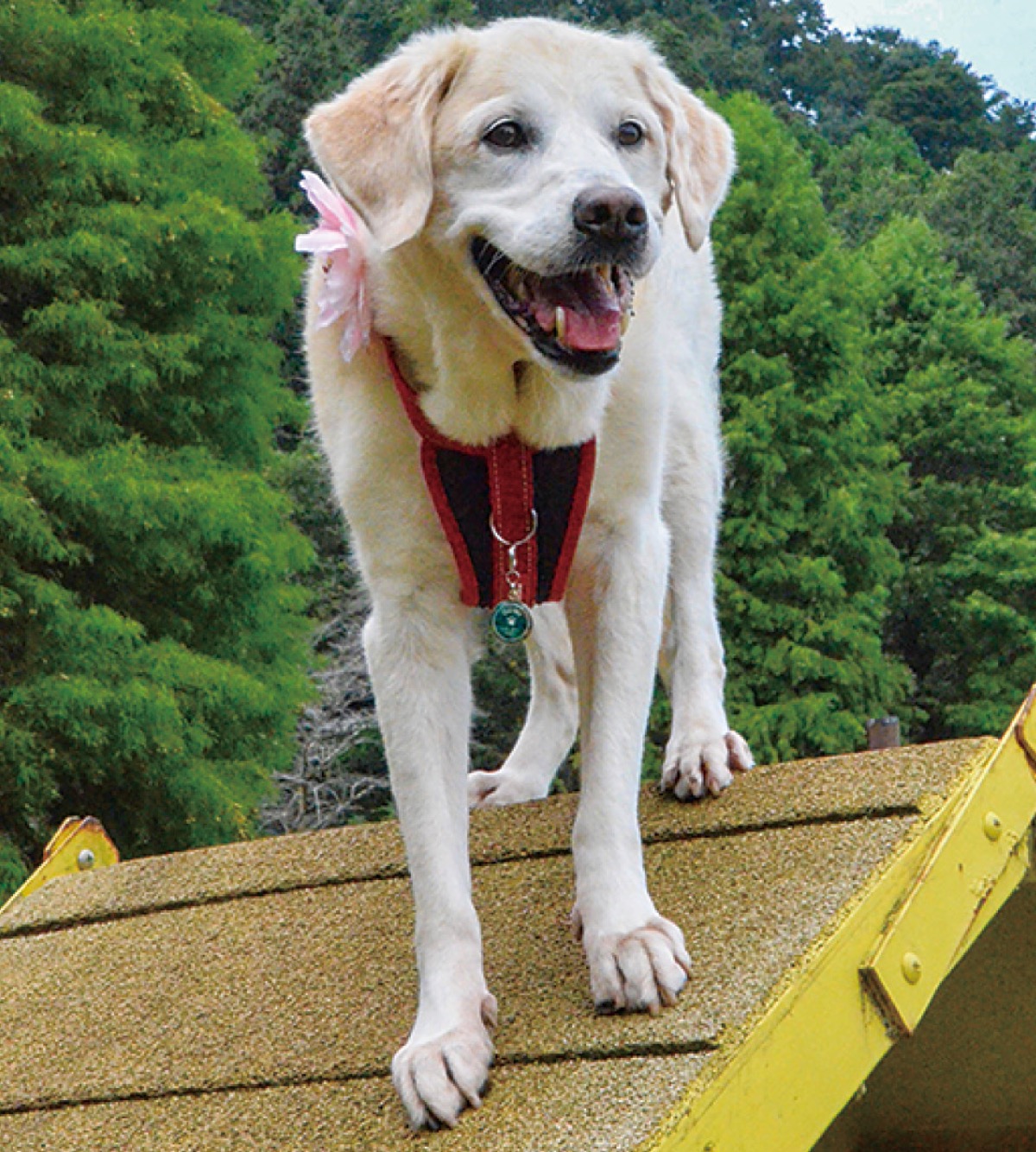 コンサートで補助犬支援 ４月５日 かなっくホール 神奈川区 タウンニュース