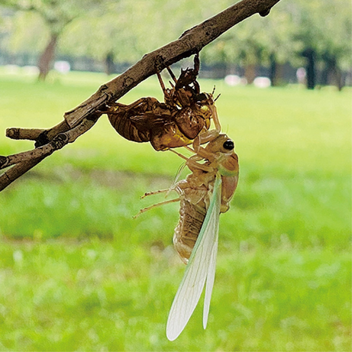 「子どもの才能、どう見出すか」