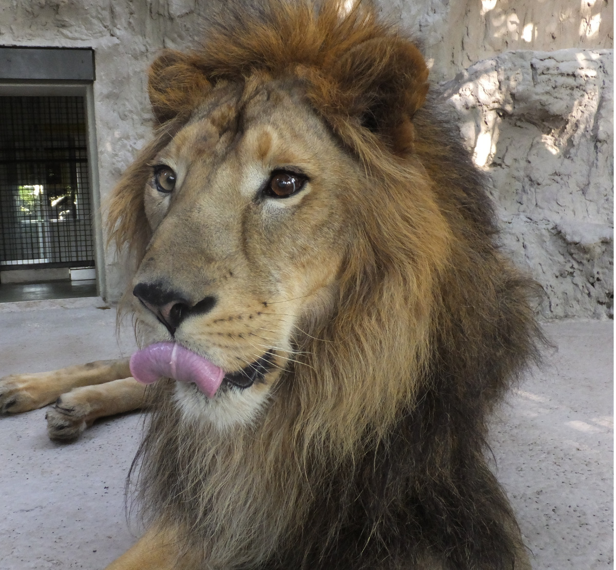 野毛山動物園 インドライオンの「ラージャー」が天国へ (写真4)