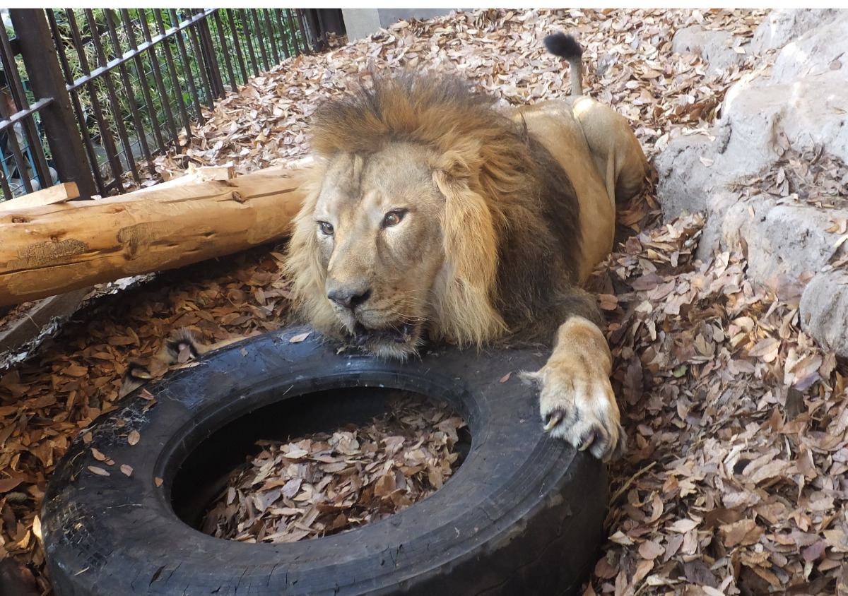 タイヤで遊ぶラージャー(野毛山動物園提供)