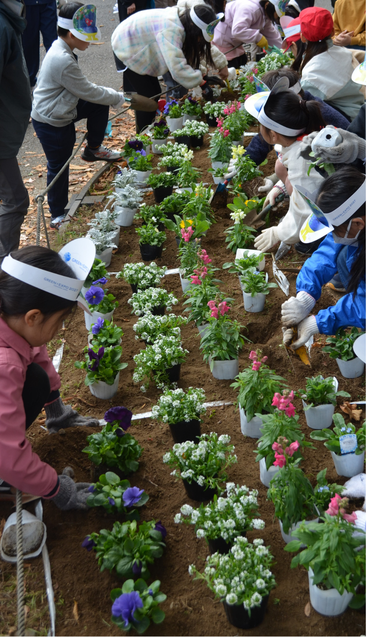神奈川区青木小学校児童が反町公園に花植え　総合学習で花壇づくり学ぶ