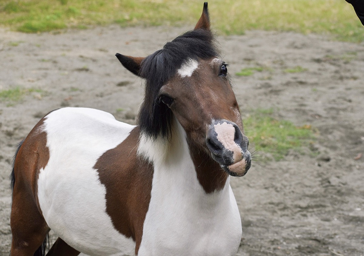 午年の馬 ポニーのカリン