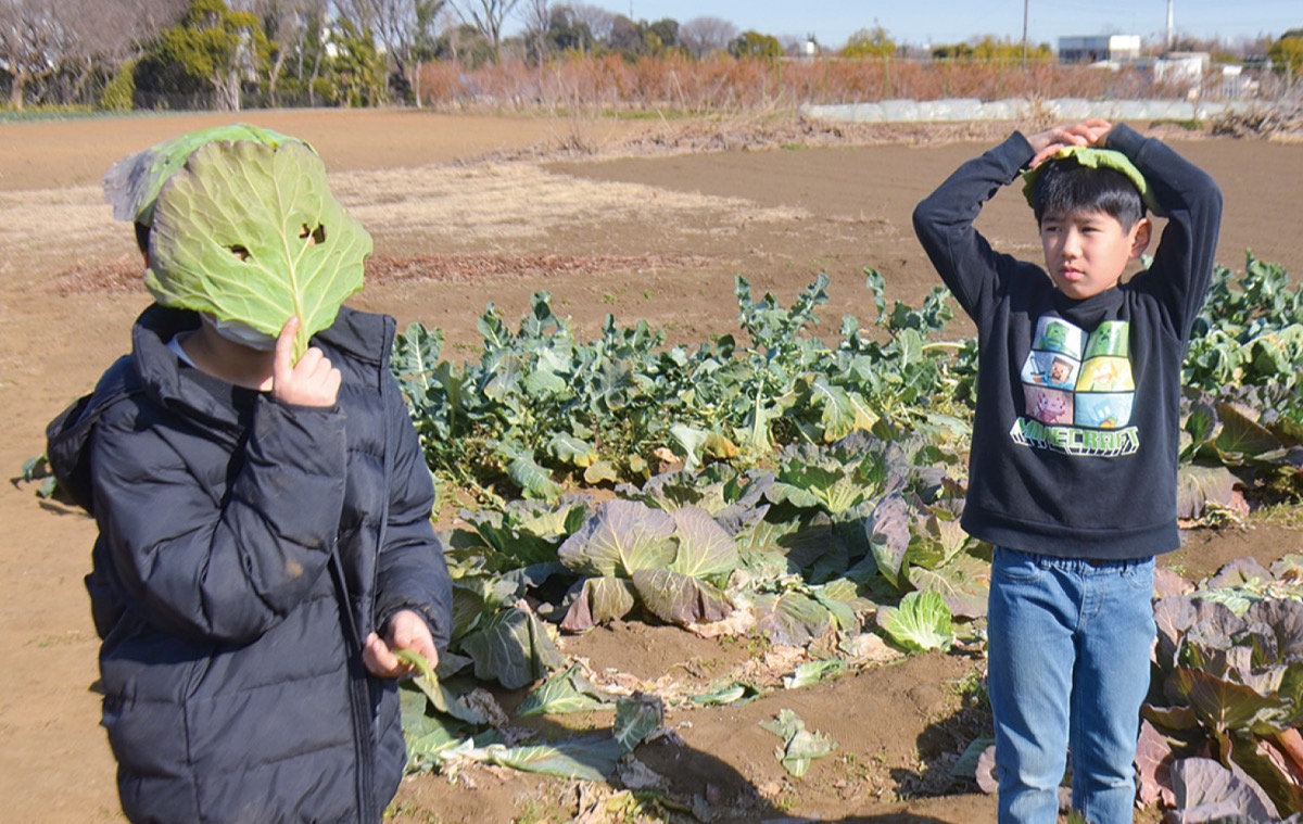 キャベツの葉で遊ぶ児童たち