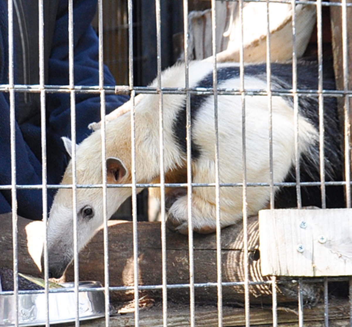 ＰＲ大使を務めたミナミコアリクイのムム