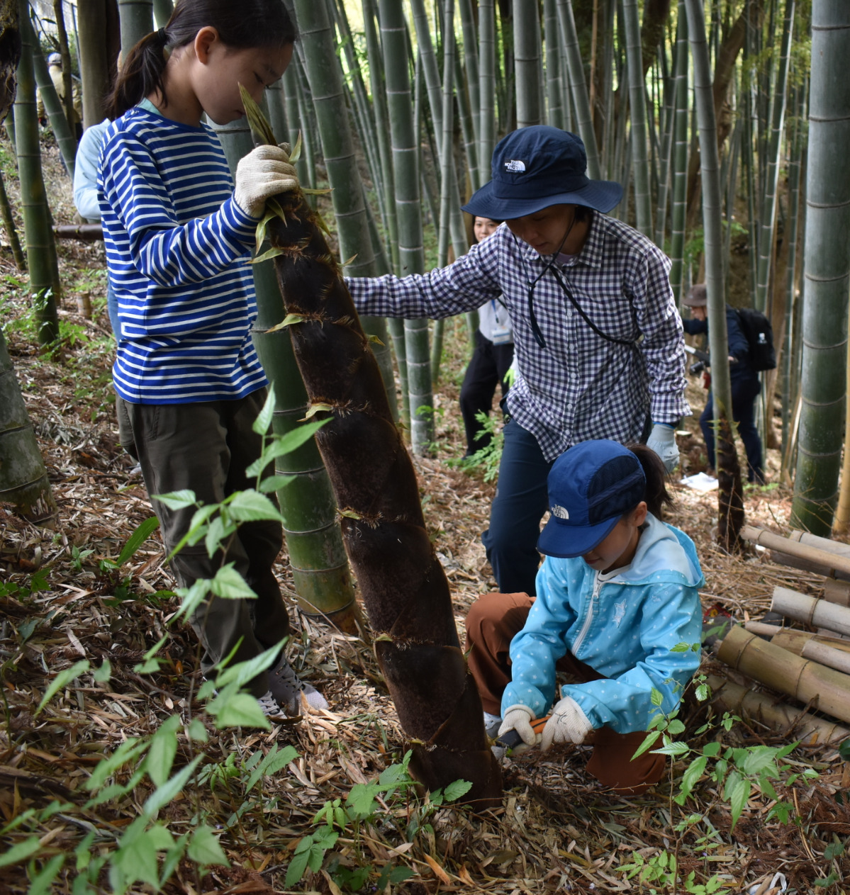 長さ1〜2ｍの幼竹を伐採