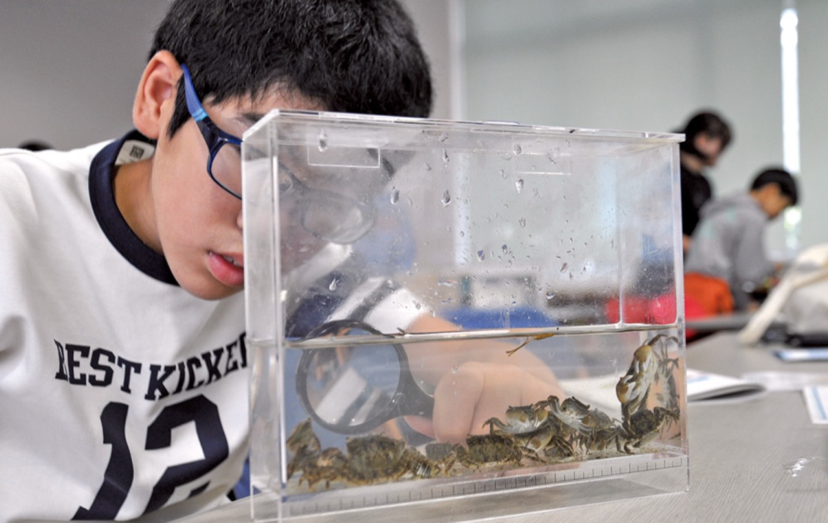 採取した生物を観察する参加児童