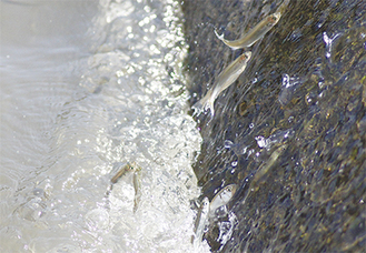 ニケ領上河原堰に設置された魚道を跳ね上がるアユ（調布市側で13日撮影）