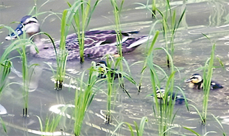 母鳥について懸命に泳ぐヒナ（６月20日撮影）