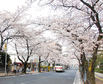 宮崎台駅周辺の桜並木