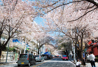 「春待坂」の桜のトンネル（昨年）
