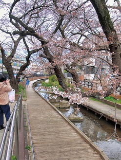 桜が開花し始めた流域＝17日